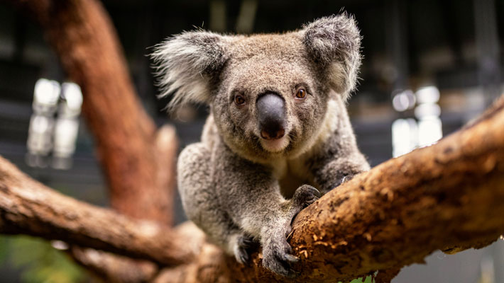 Koala at Taronga Zoo Sydney